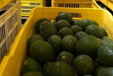 Por altos precios cae exportación de aguacate y otros frutos