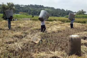 Productores morelenses de arroz claman apoyo oficial