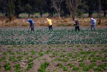 Alto costo de fertilizantes golpea Tláhuac y Xochimilco