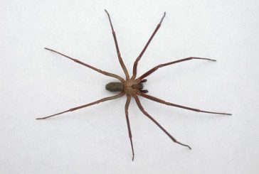 Alertan por nueva especie de araña violinista en CDMX y Edomex