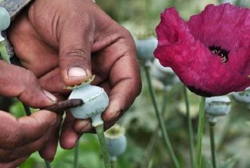 En México se incrementa en 12 % plantíos de amapola: UNODC