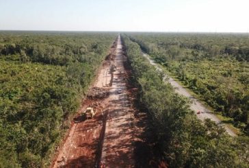 Nueva suspensión judicial frena tala y desmonte de selva en Tramo 5 del Tren Maya