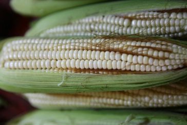 México reestablece arancel de 50% a importación de maíz blanco
