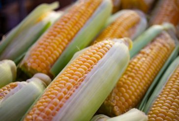 Debe derogarse decreto de maíz transgénico o afectará balanza comercial: ICC