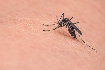 Casos de dengue crecen cuatro veces este año