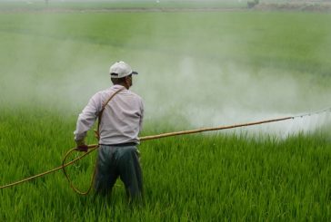 La 4T deja en compás de espera la prohibición del glifosato