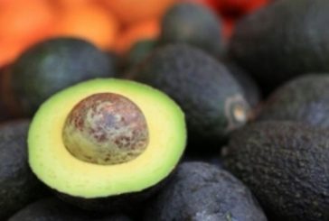 Inspectores de aguacate regresan a plantas empacadoras, anuncia embajador de EU