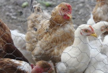 OMS corrige y descarta muerte por gripe aviar H5N2 en México