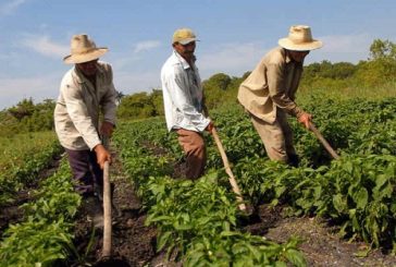 Reforma Laboral en el sector agrícola, genera estancamiento en inversiones