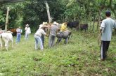 Exhorta Agricultura a ganaderos oaxaqueños a aplicar vacunas preventivas contra rabia paralítica