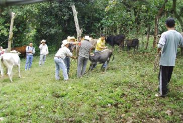 Exhorta Agricultura a ganaderos oaxaqueños a aplicar vacunas preventivas contra rabia paralítica