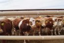Exportaciones ganaderas frenadas por gusano barrenador dejan pérdidas por 700 mdd: Comecarne