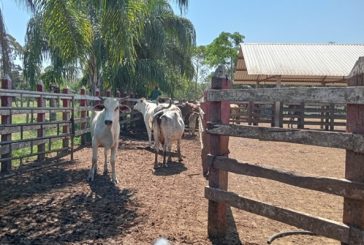 Adiós al mercado negro de aretes de ganado: sólo los administrados por SADER serán válidos