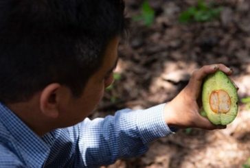 Ocho municipios en Guerrero, Jalisco, Michoacán y Nayarit son declarados por AGRICULTURA como zona libre de plagas del aguacatero