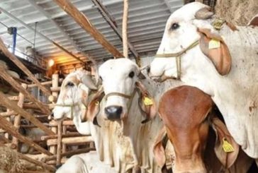 Amenazan con restringir las importaciones de ganado por temor a gusano barrenador