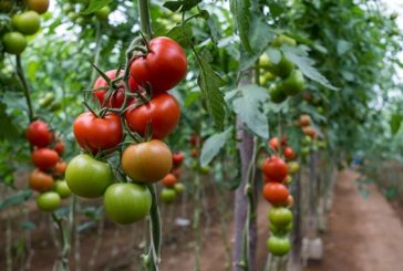 Inicia defensa del tomate mexicano ante intención de aranceles