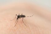 Cruz Roja lanza campaña contra el dengue