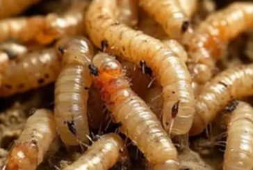 Chiapas reporta 15 casos de miasis por gusano barrenador en humanos