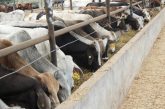 EU anuncia reapertura de la frontera para el ganado mexicano