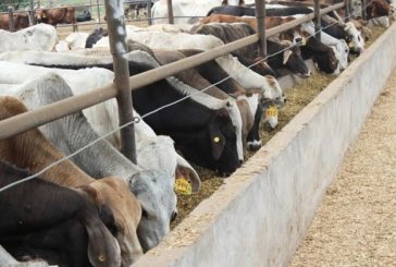 EU anuncia reapertura de la frontera para el ganado mexicano