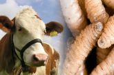 Especialistas de EU evaluarán medidas de México para frenar presencia del gusano barrenador
