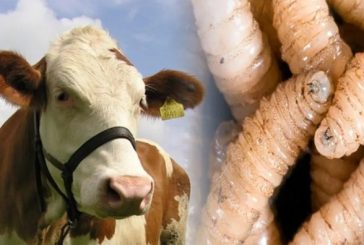 Especialistas de EU evaluarán medidas de México para frenar presencia del gusano barrenador