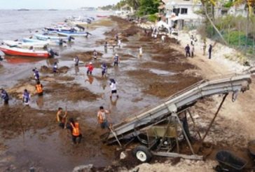 Sargazo llega al Caribe mexicano en cifras nunca antes vistas