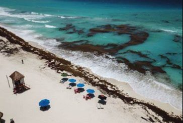 Sargazo alcanzará niveles sin precedentes en playas mexicanas este año: advierte la UNAM
