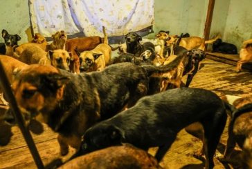 Rescatan a 300 perros hacinados en albergue de Ensenada, Baja California