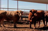 CNOG advierte pérdidas millonarias en exportación ganadera; urge solidaridad en el mercado nacional