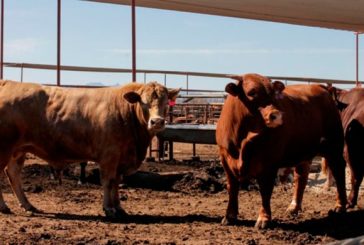 CNOG advierte pérdidas millonarias en exportación ganadera; urge solidaridad en el mercado nacional