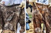 Han localizado 197 bolsas de plástico con restos humanos en la fosa Las Agujas, en Zapopan