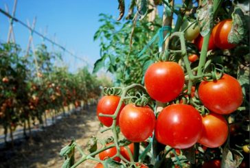 Por imposición de arancel al tomate mexicano se pone en riesgo 20o mil empleos: Expertos