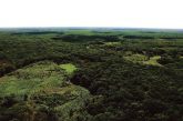 Alistan denuncias contra menonitas por desmonte de miles de hectáreas en la selva