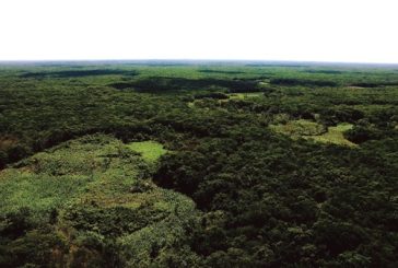 Alistan denuncias contra menonitas por desmonte de miles de hectáreas en la selva
