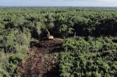 La Sedena busca tirar 259 hectáreas más de selva para hacer rentable el Tren Maya