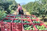 Caen exportaciones agroalimentarias, pero México mantiene superávit de 5,155 millones de dólares