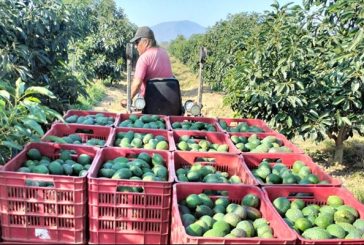 Caen exportaciones agroalimentarias, pero México mantiene superávit de 5,155 millones de dólares